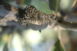 Image of Bur Oak