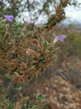 Plancia ëd Barleria bremekampii Oberm.