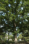 Image of Bur Oak