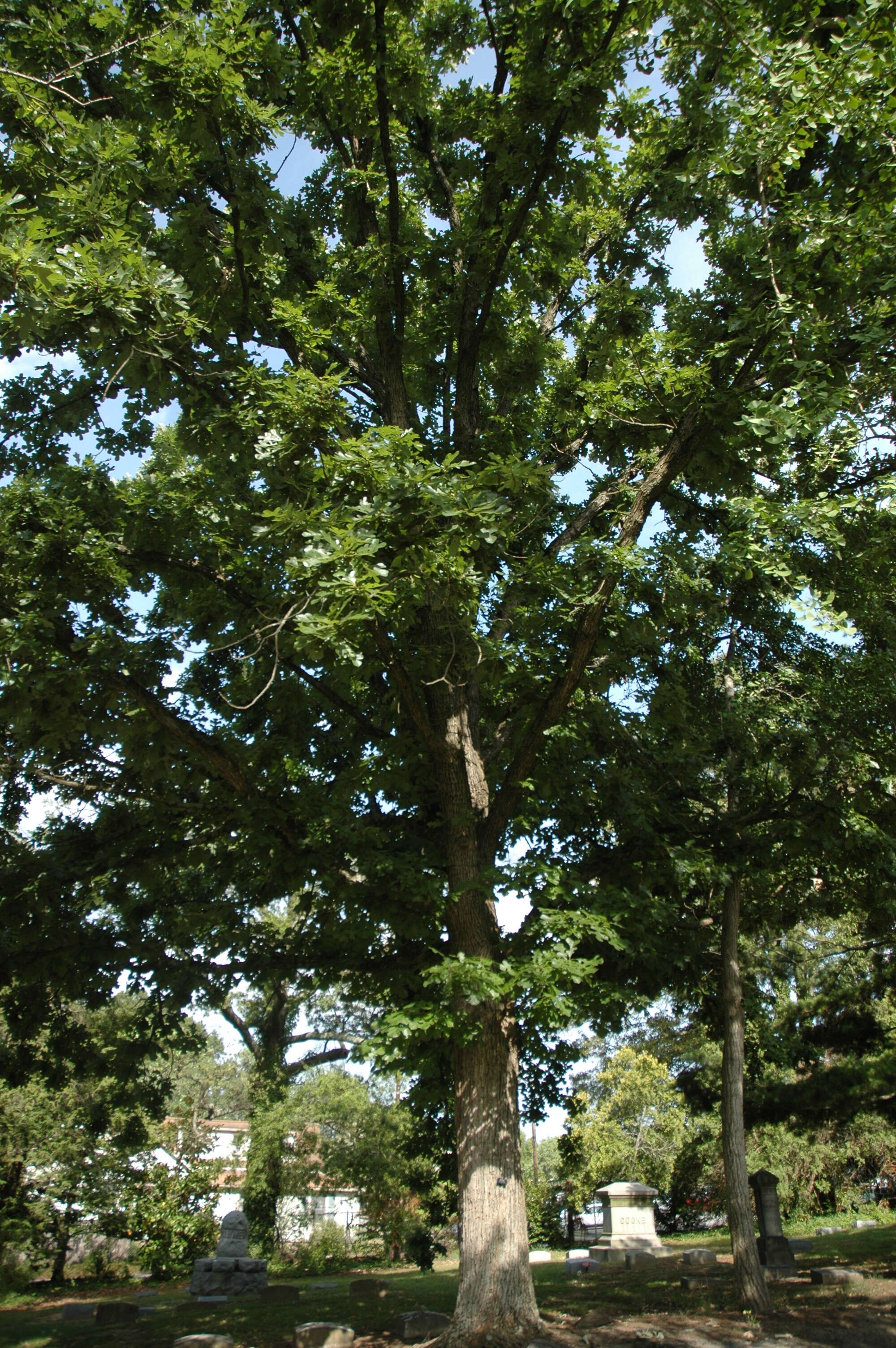 Image of Bur Oak