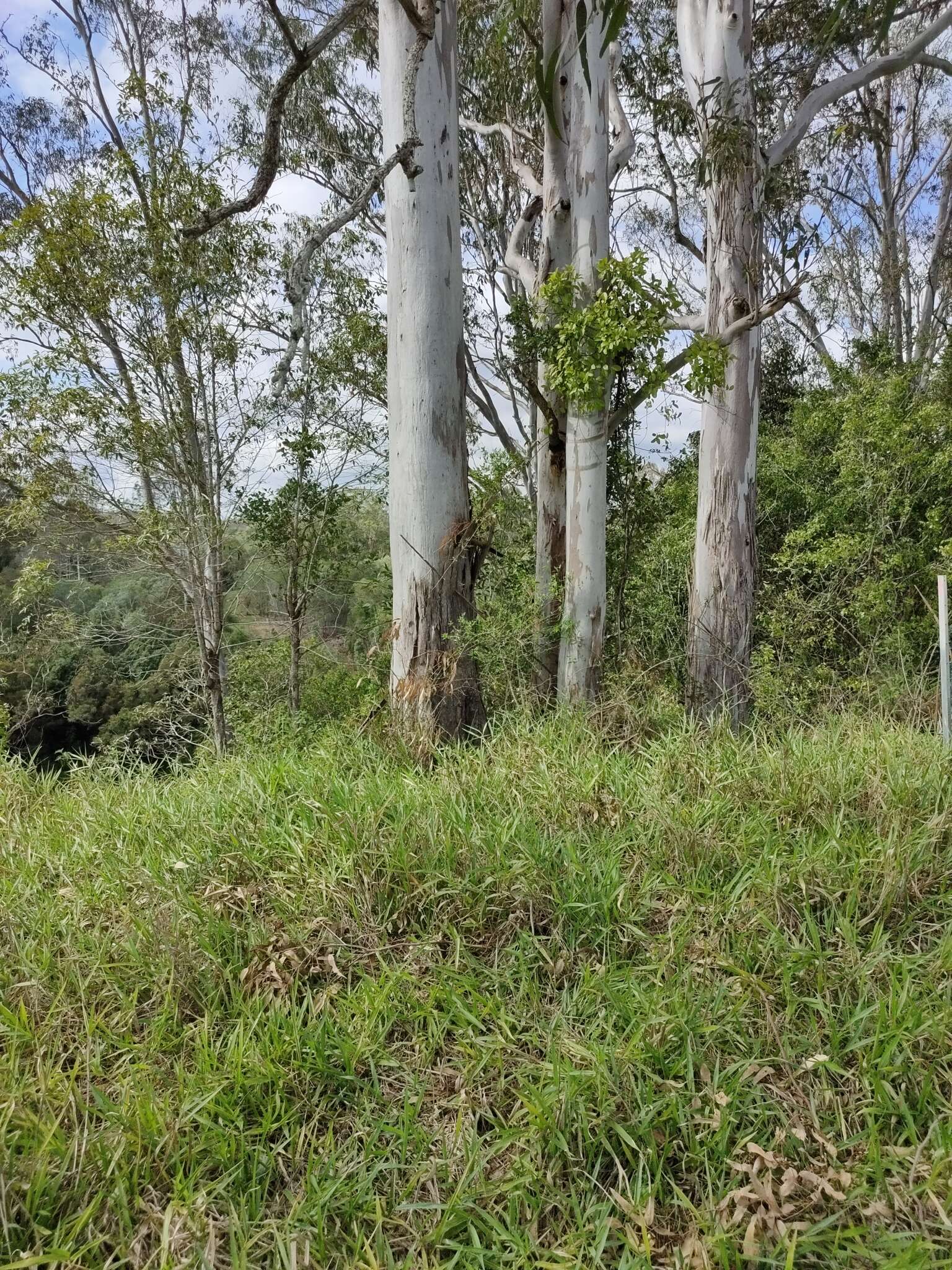 صورة Eucalyptus tereticornis subsp. tereticornis