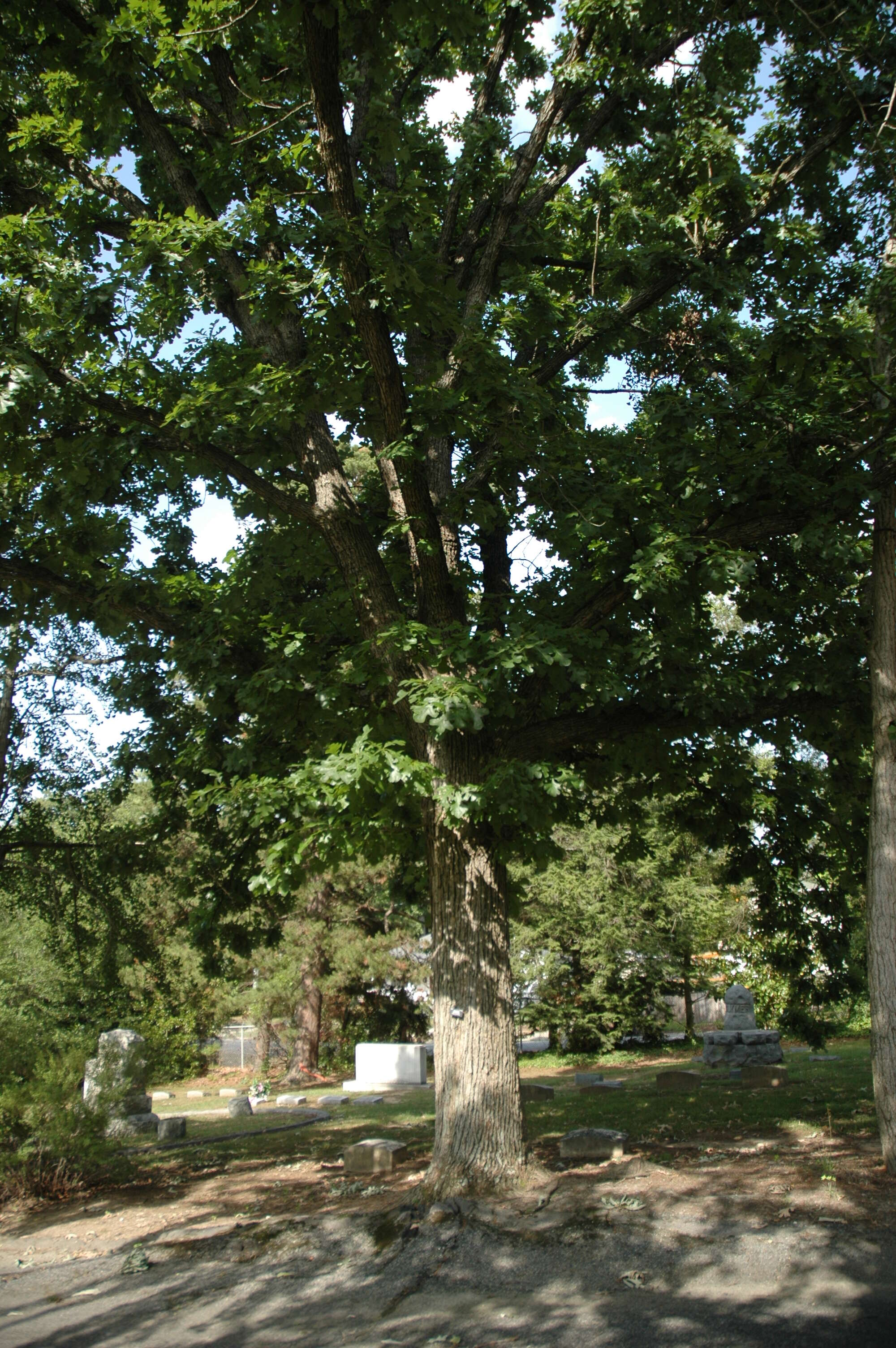 Image of Bur Oak