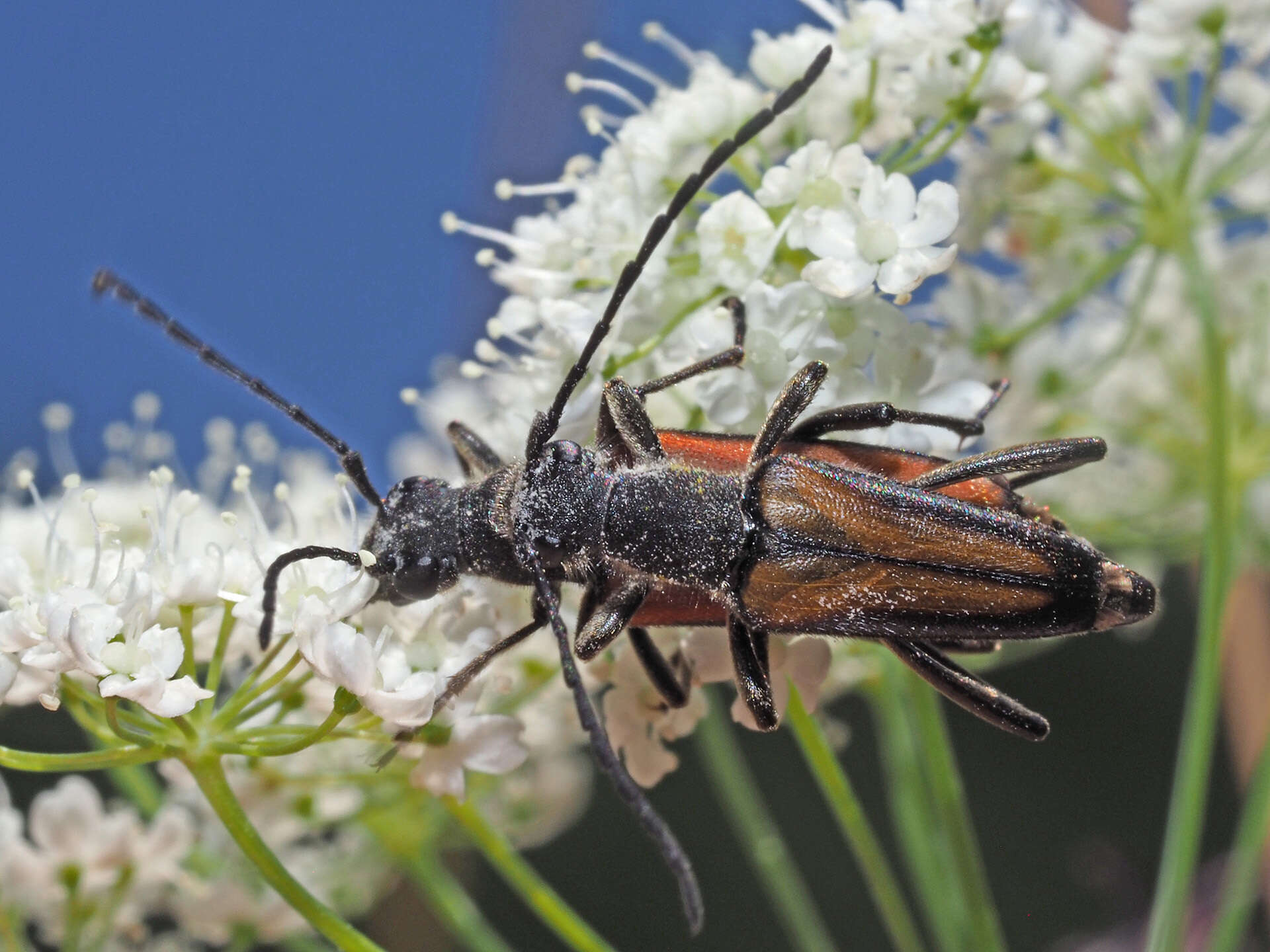 Anastrangalia dubia (Scopoli 1763)的圖片