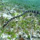 Image of Slender-necked Seasnake