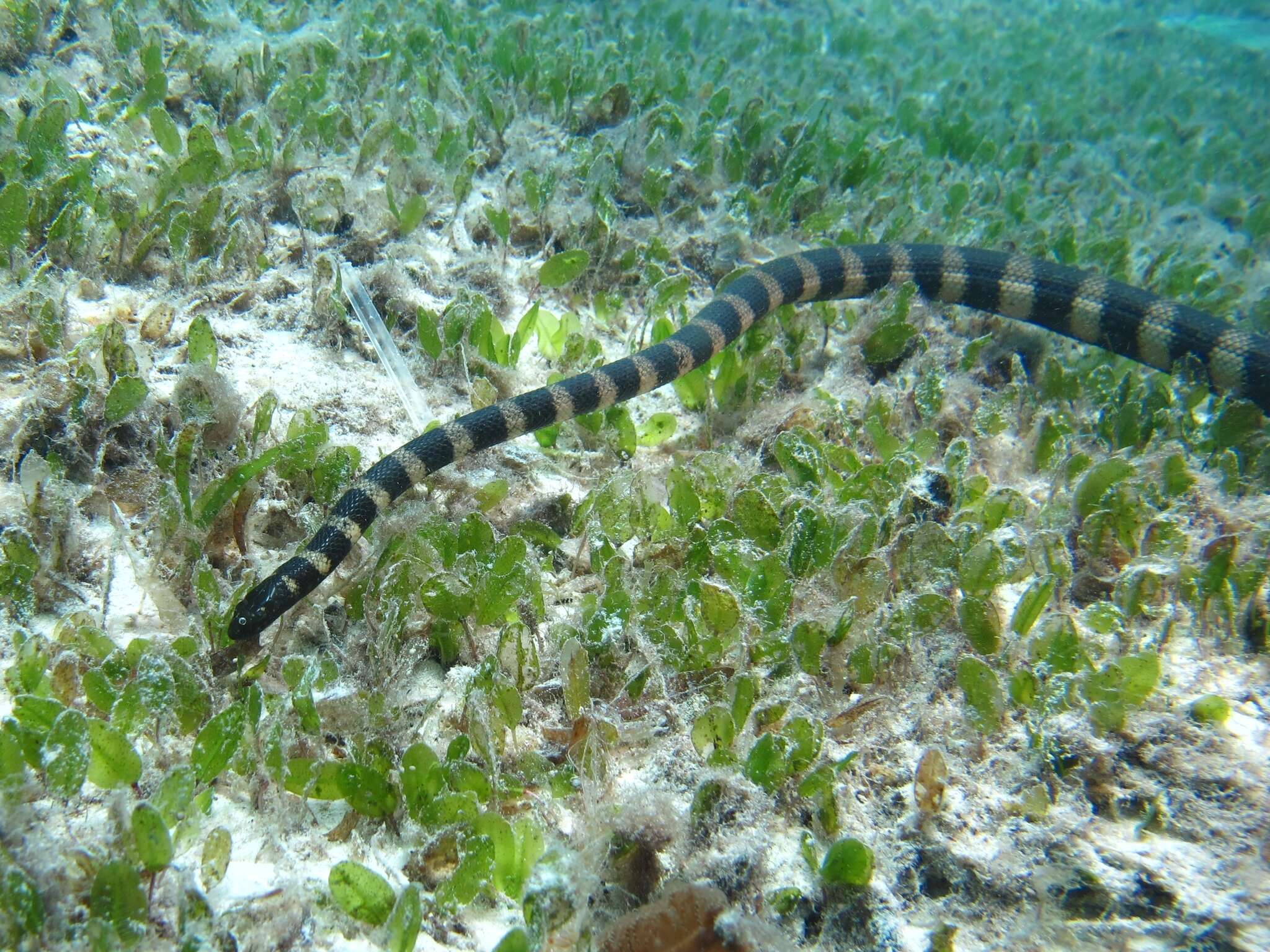 Image of Slender-necked Seasnake