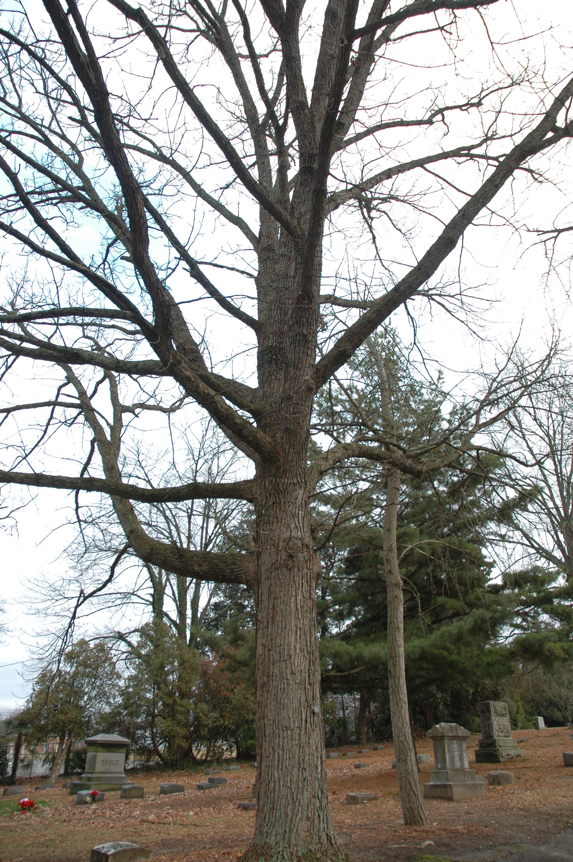 Image of Bur Oak