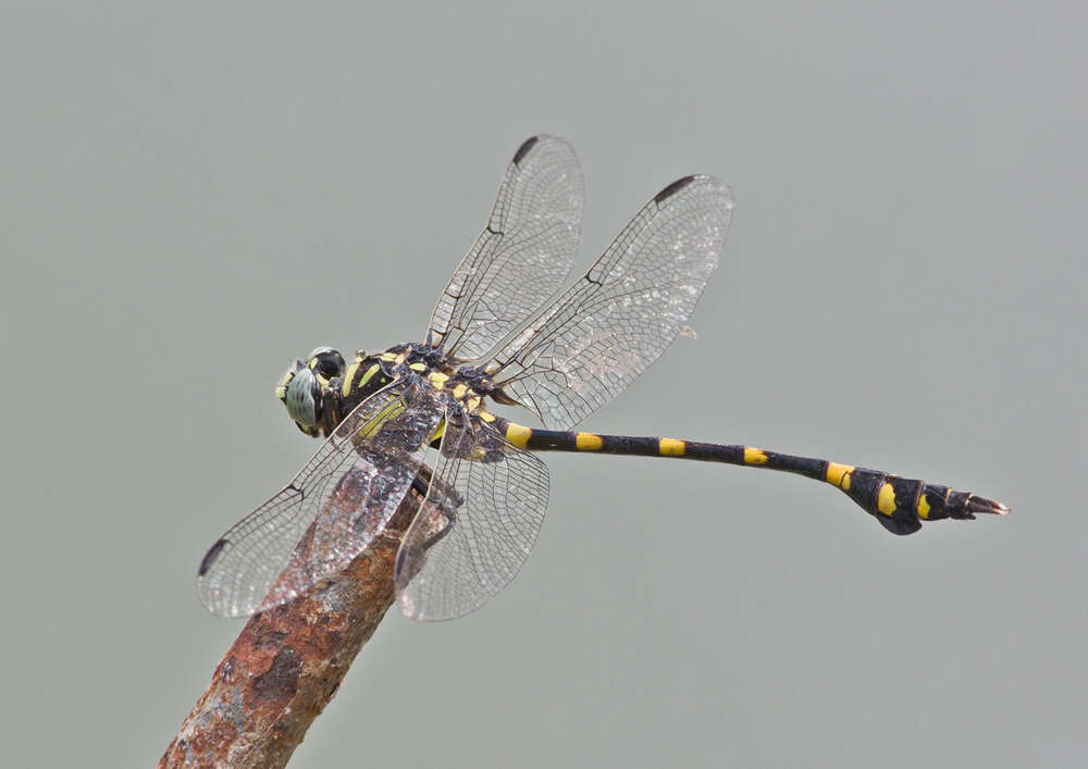 Imagem de Ictinogomphus decoratus (Selys 1854)