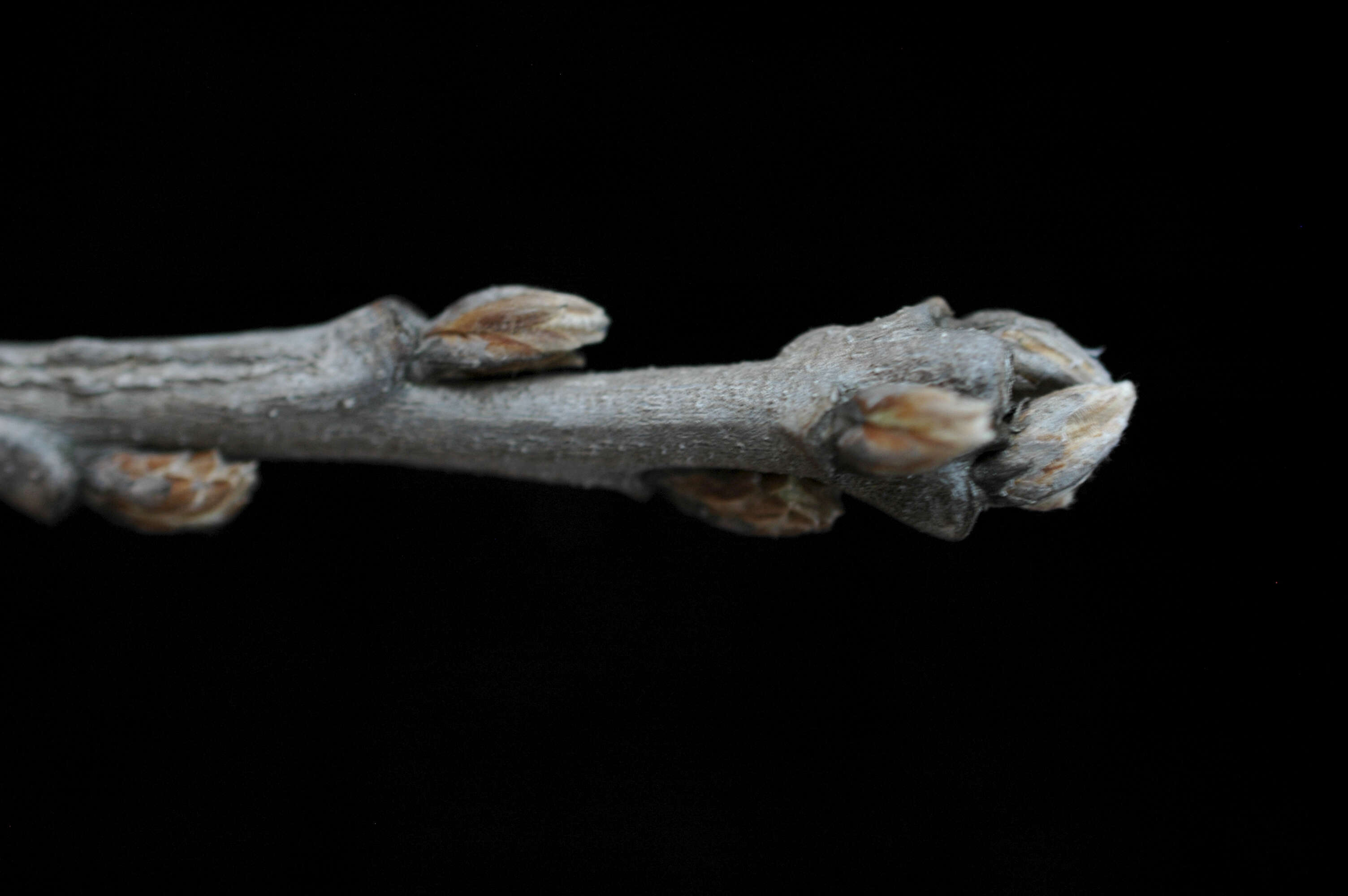 Image of Bur Oak