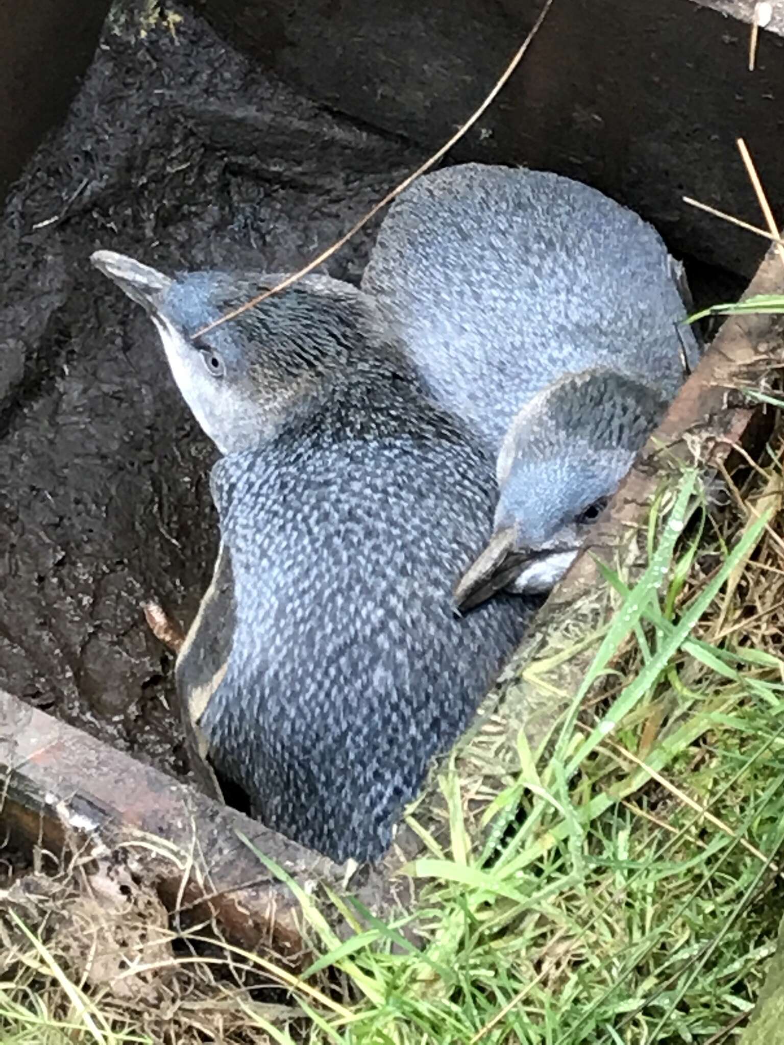 Image of White-flippered Penguin