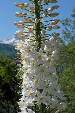 Image of Foxtail lily