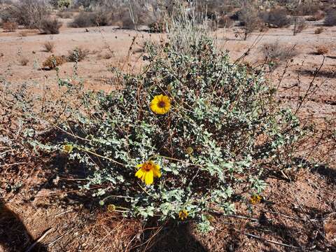 Sivun Encelia asperifolia (S. F. Blake) C. Clark & D. W. Kyhos kuva