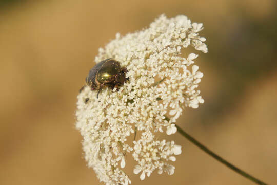 Image of Protaetia (Potosia) cuprea metallica (Herbst 1782)