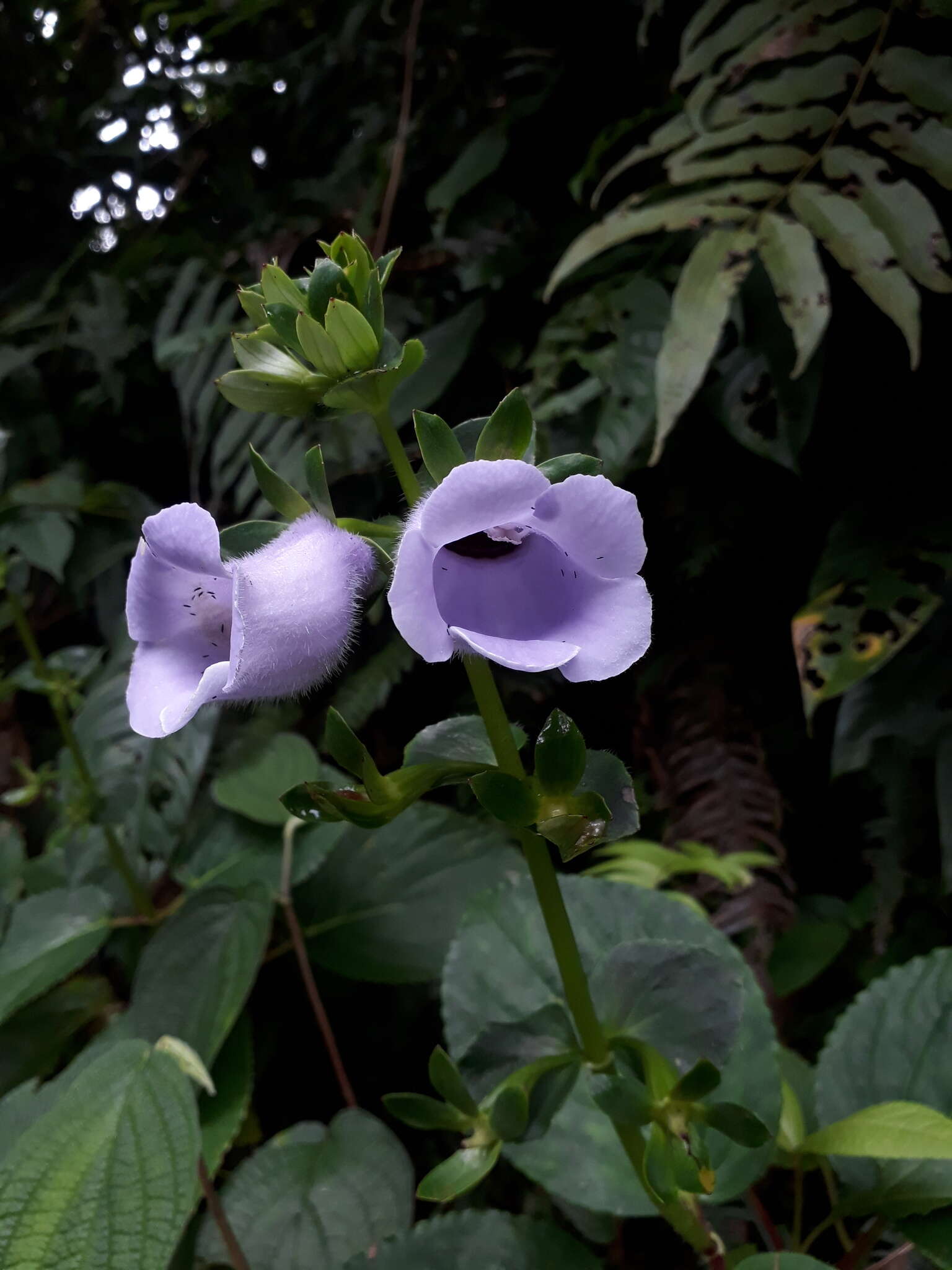 Image of gloxinia