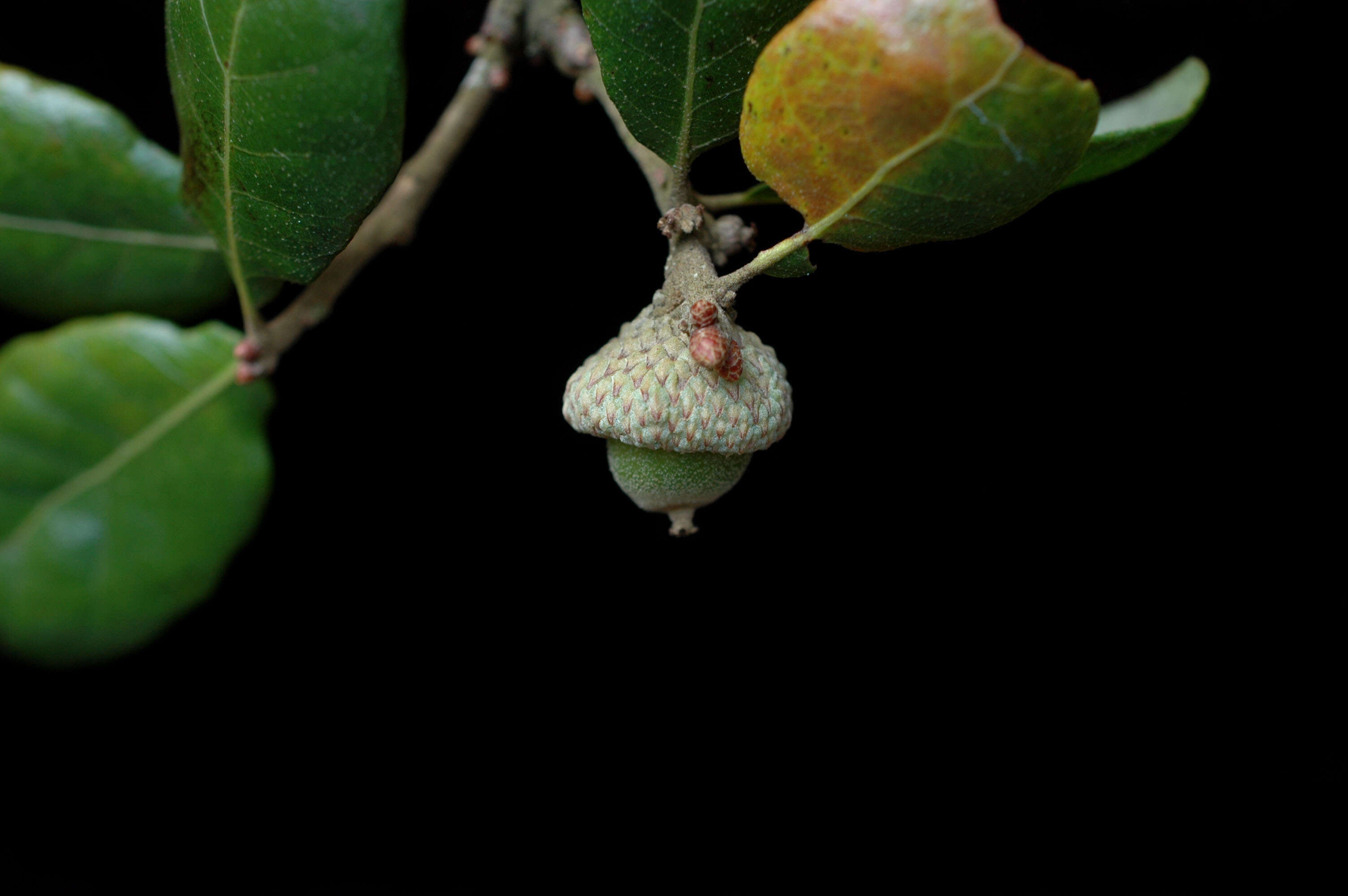 Image of Chapman Oak