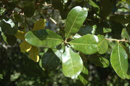 Image of Chapman Oak