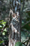 Image of Chapman Oak