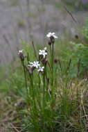 Image of arctic catchfly