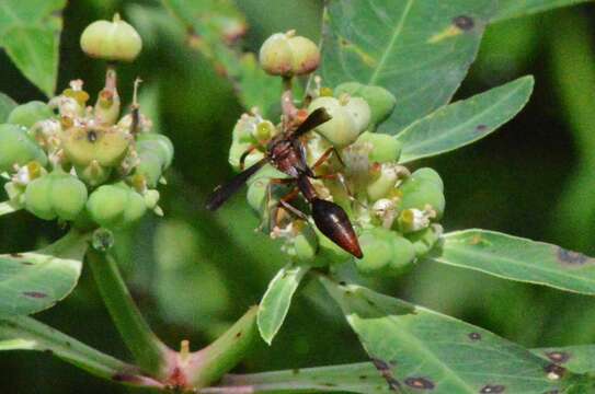 Image of Potter wasp