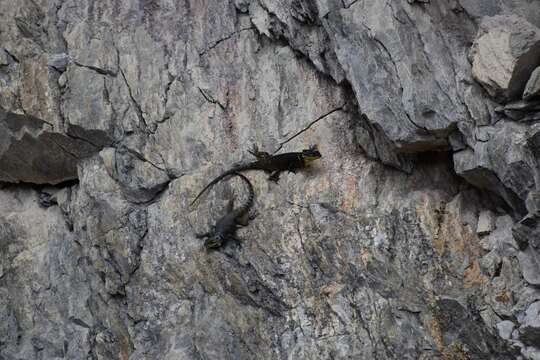 Image of Sceloporus oberon Smith & Brown 1941