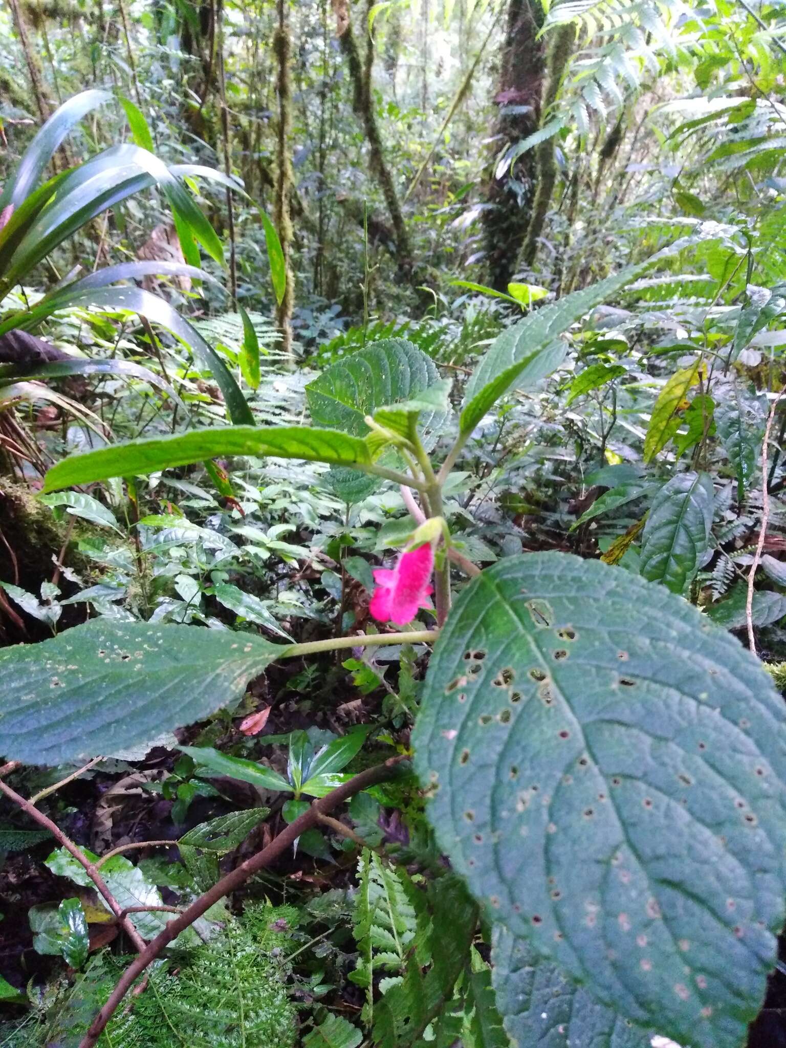 Sivun Kohleria inaequalis var. ocellata (Hook.) L. P. Kvist & L. E. Skog kuva