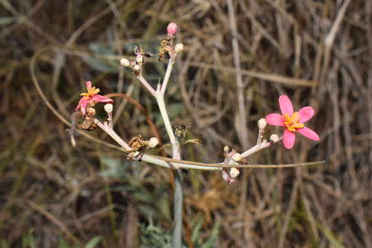 صورة Jatropha cathartica Terán & Berland.