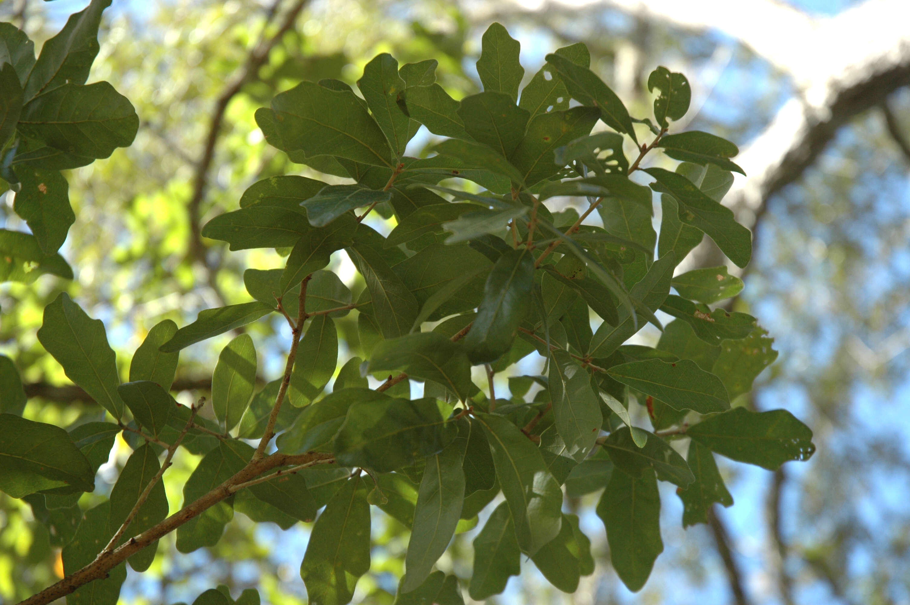 Image of Chapman Oak