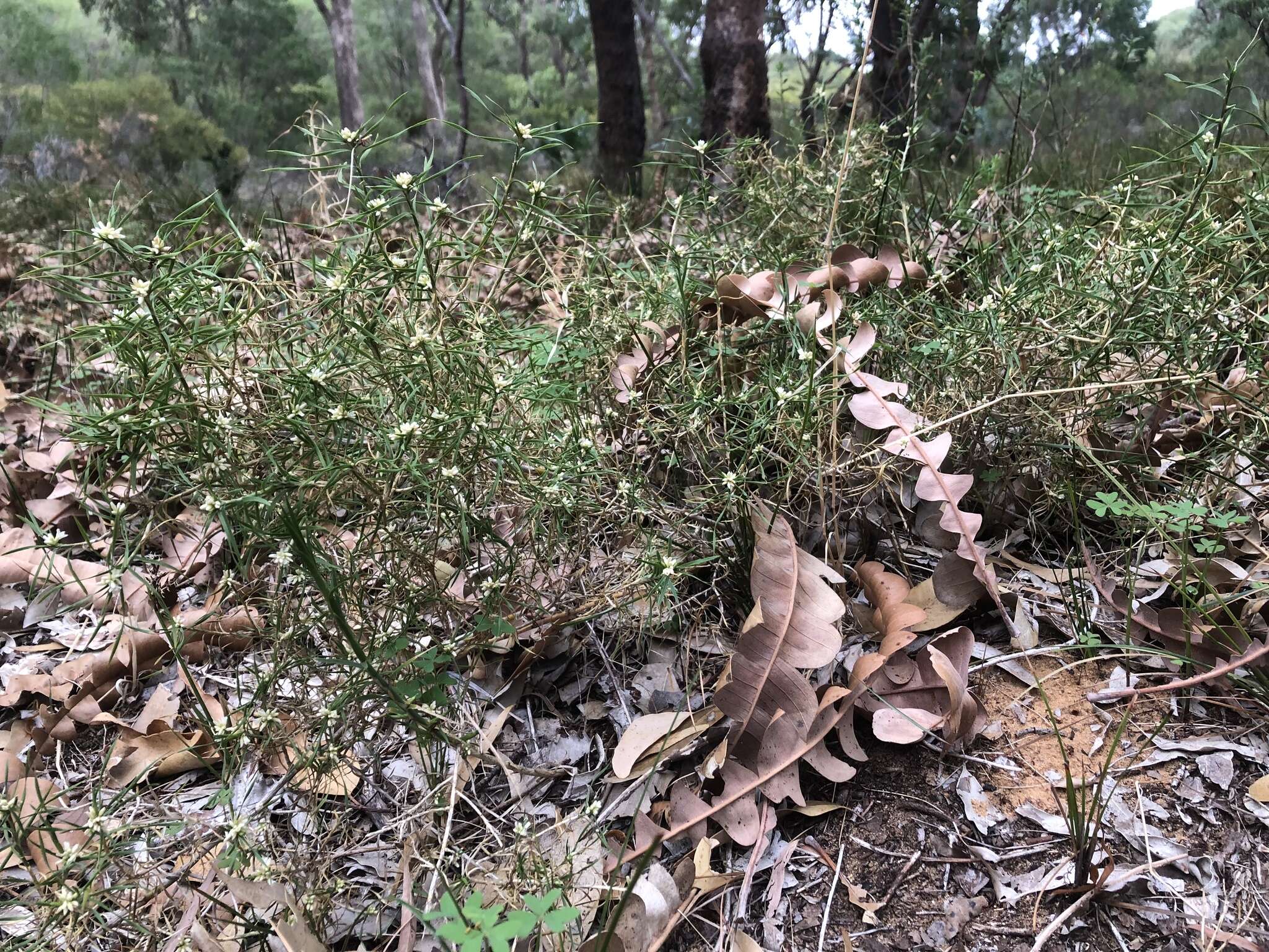 Image of Acanthocarpus preissii Lehm.