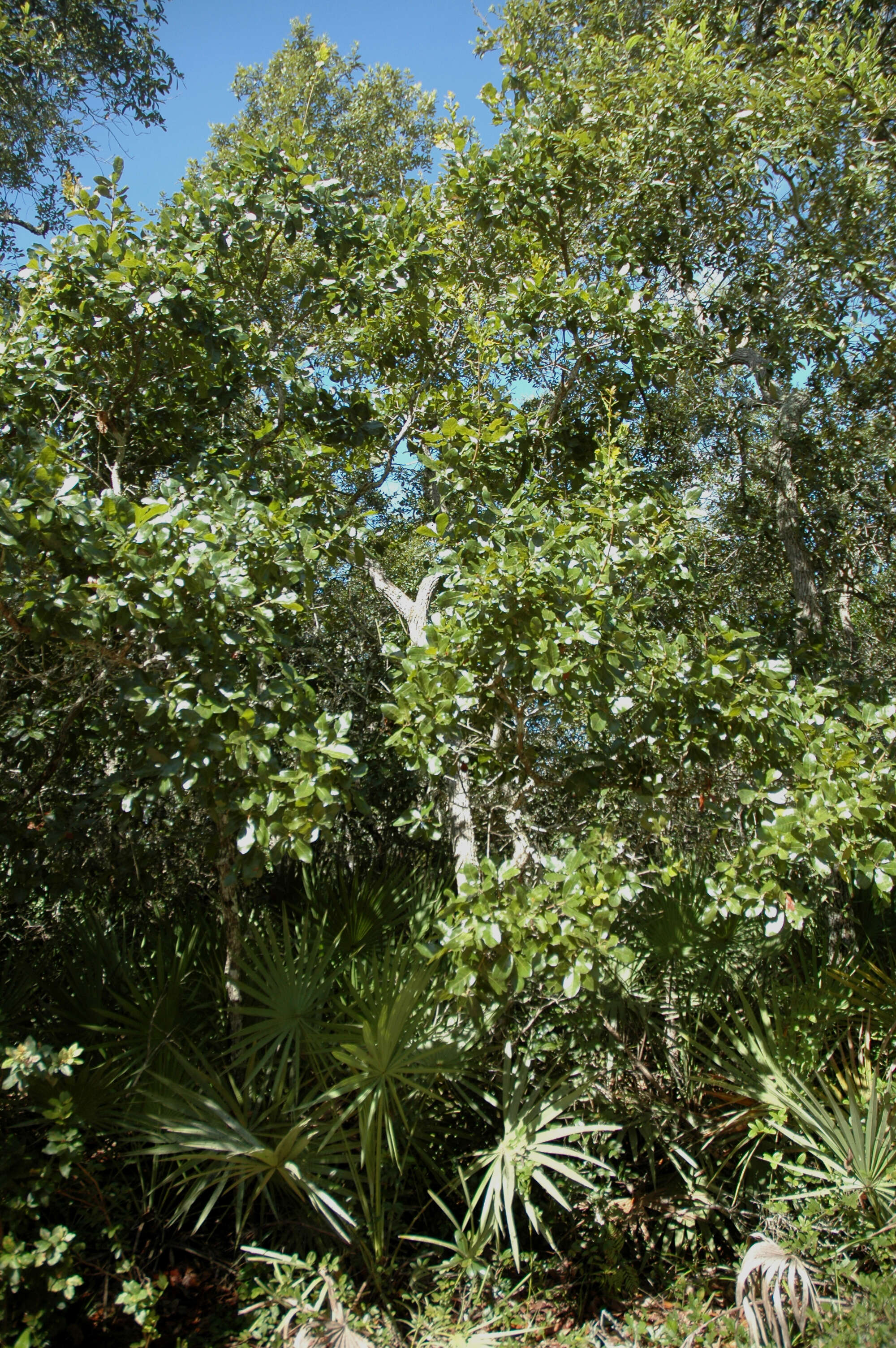 Image of Chapman Oak