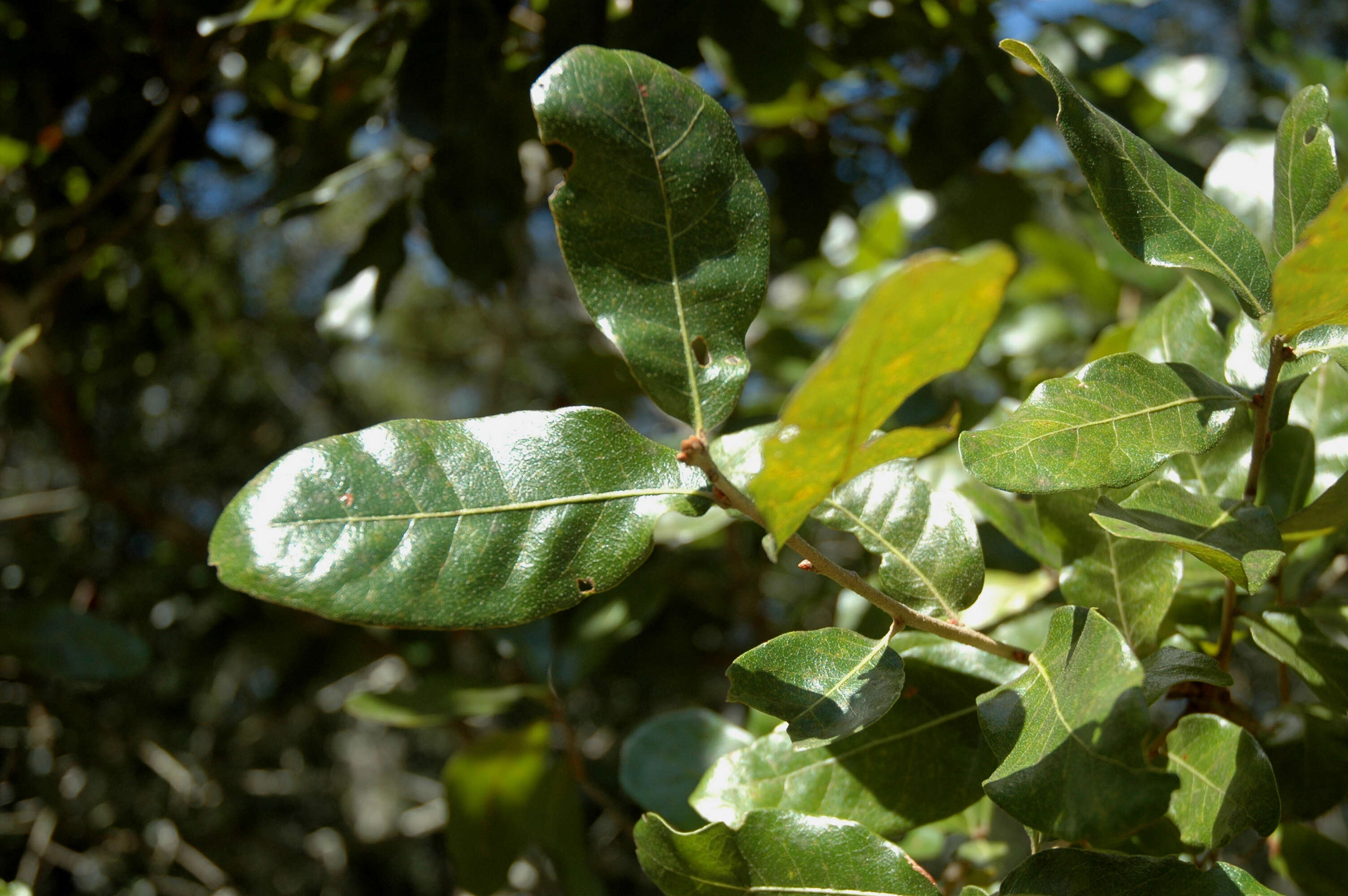 Image of Chapman Oak