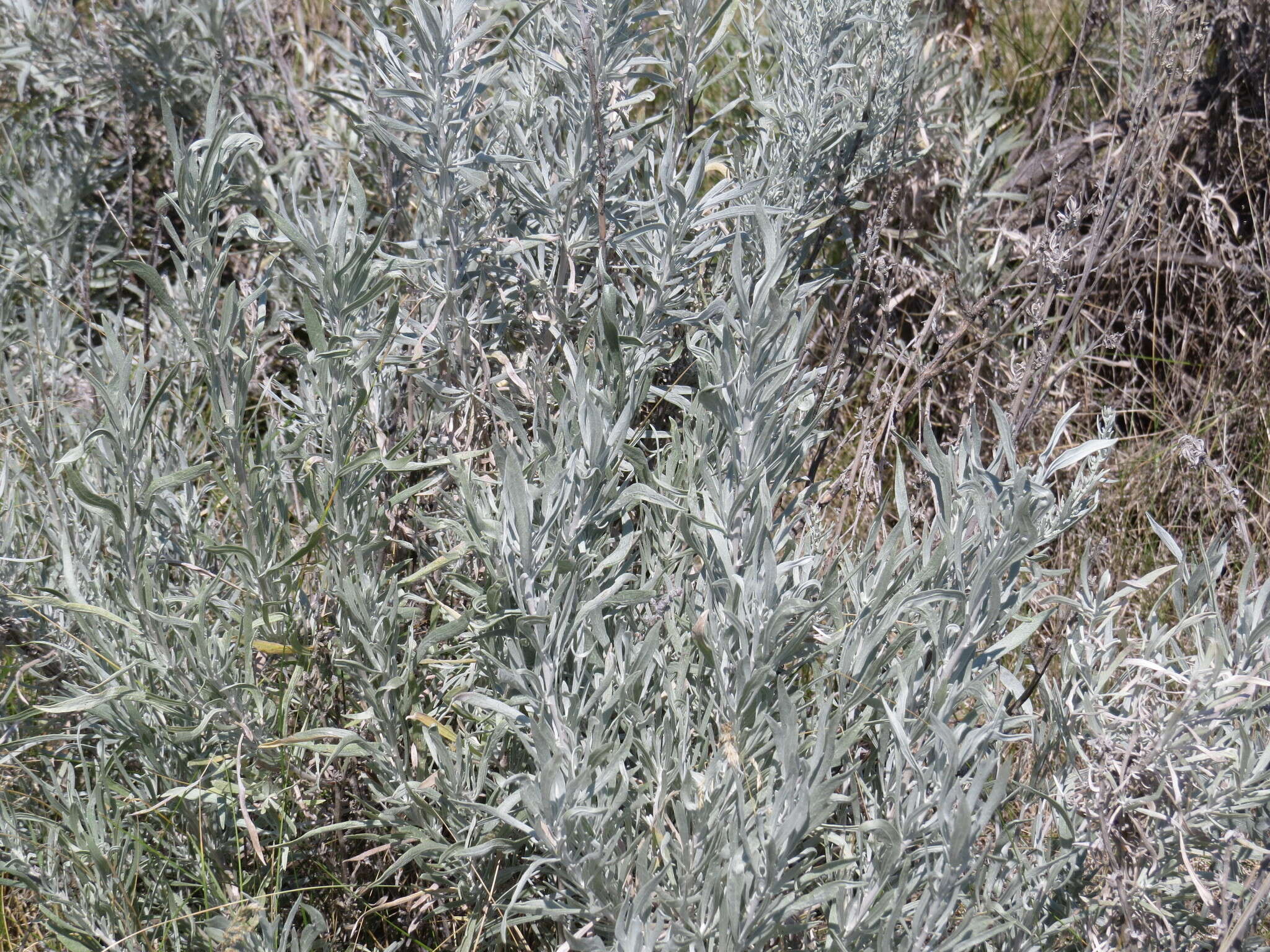 Image of silver sagebrush