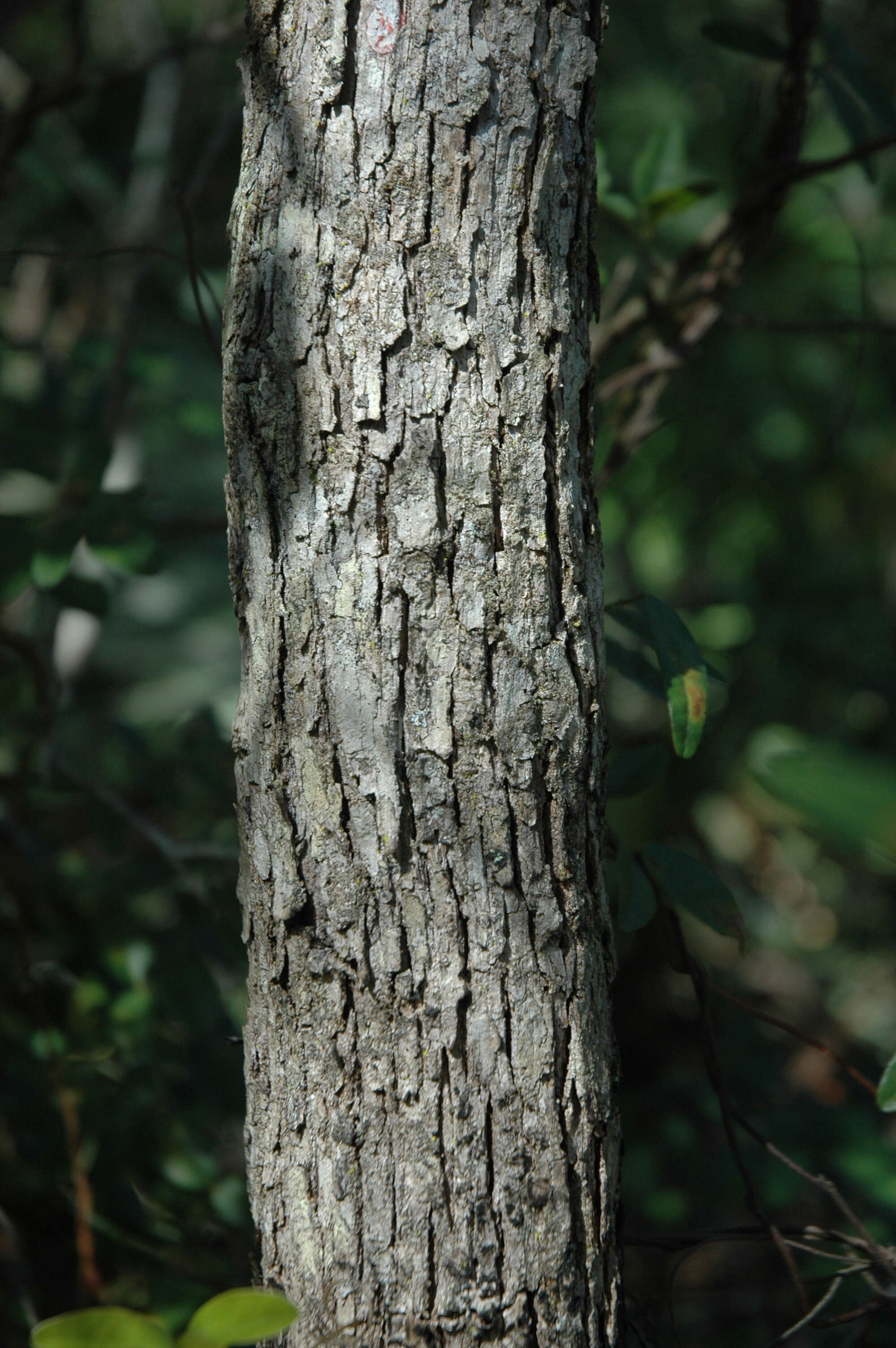 Image of Chapman Oak