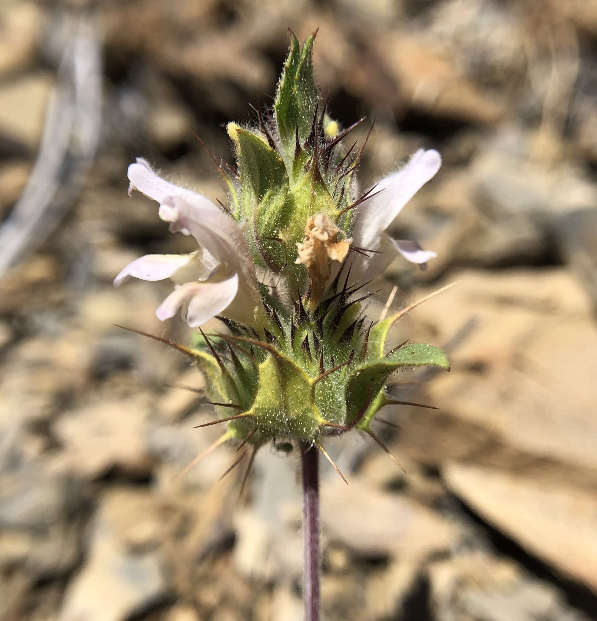 Image of Santa Clara thorn-mint