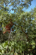 Image of Chapman Oak