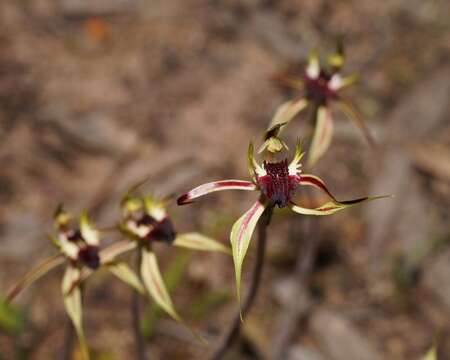 Image of Upright spider orchid