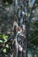 Image of Chapman Oak