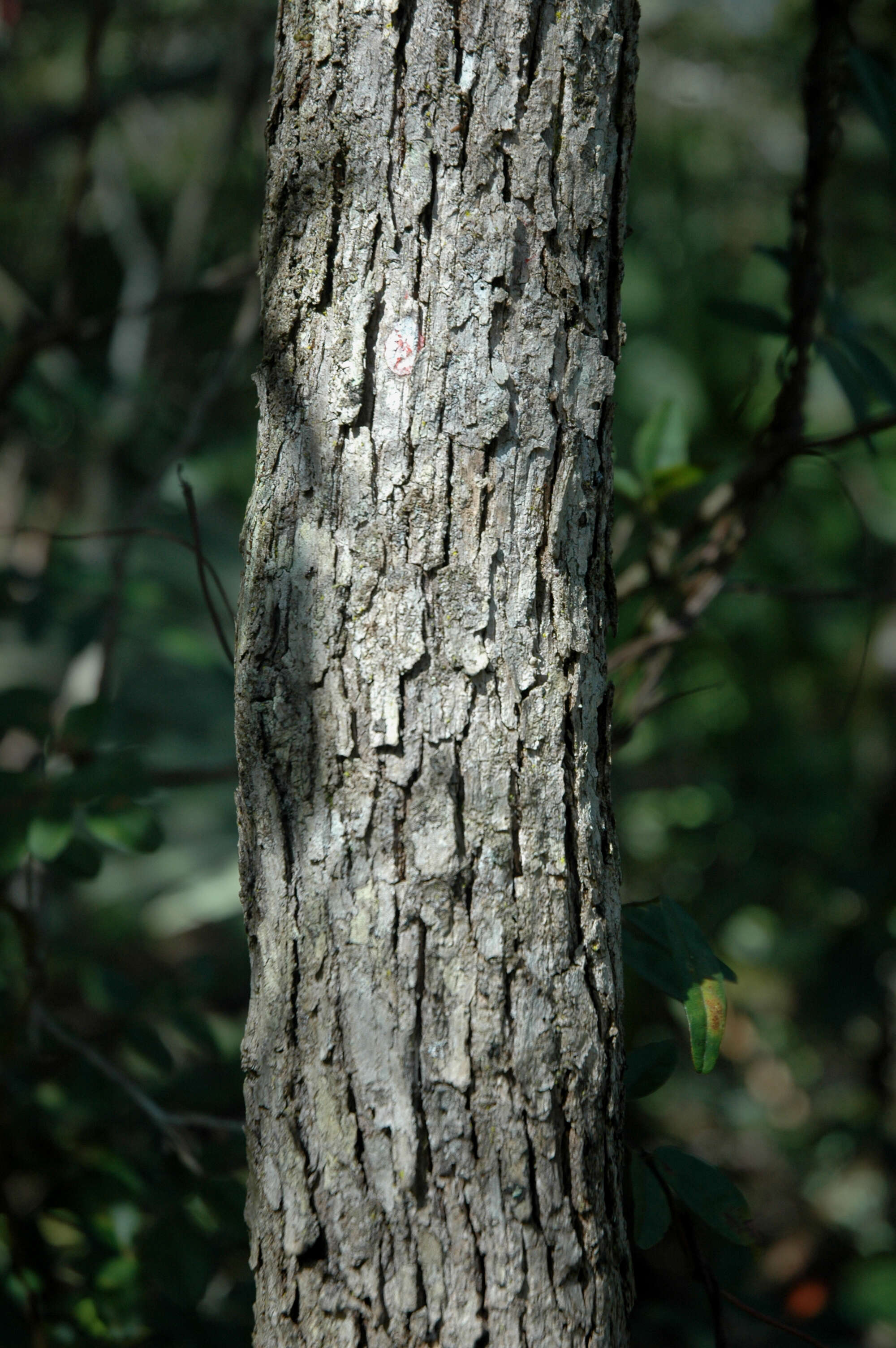 Image of Chapman Oak