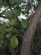 Image of Cordia dodecandra DC.