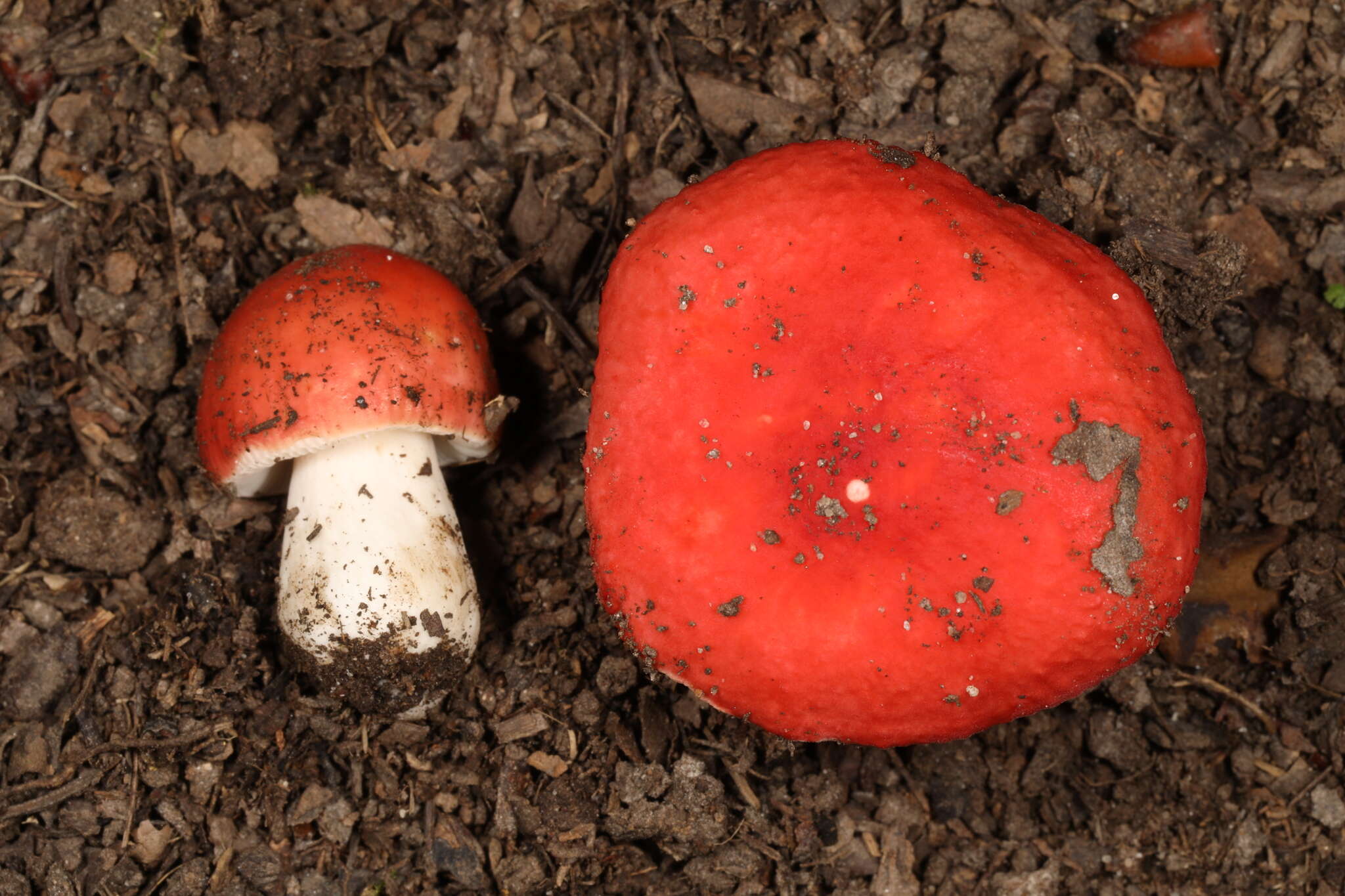 Image of Russula henningsii Sacc. & P. Syd. 1902