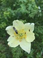 صورة Pulsatilla alpina subsp. apiifolia (Scop.) Nyman