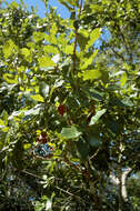 Image of Chapman Oak