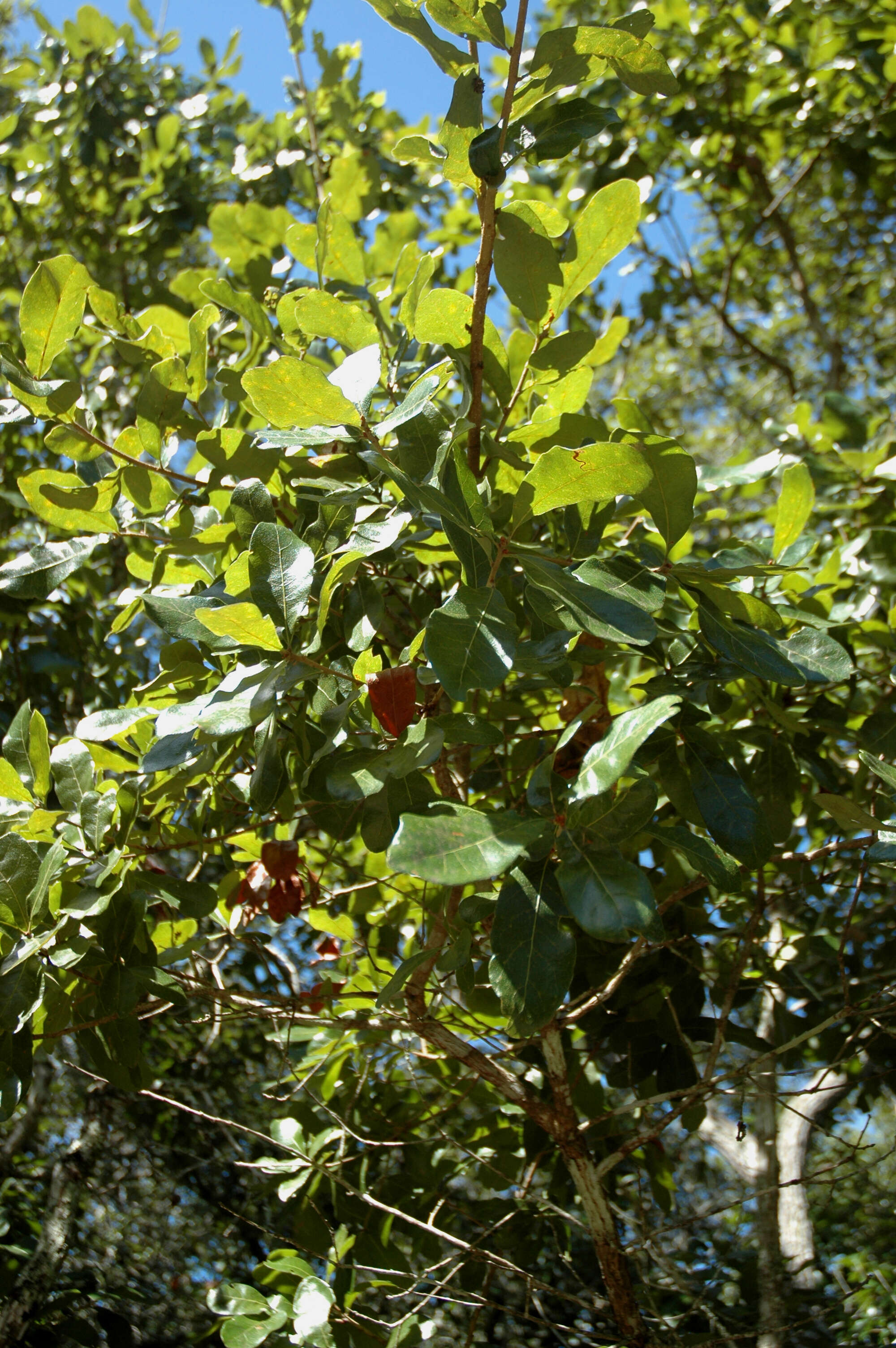 Image of Chapman Oak