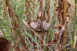 Image of Polistes bellicosus Cresson 1872