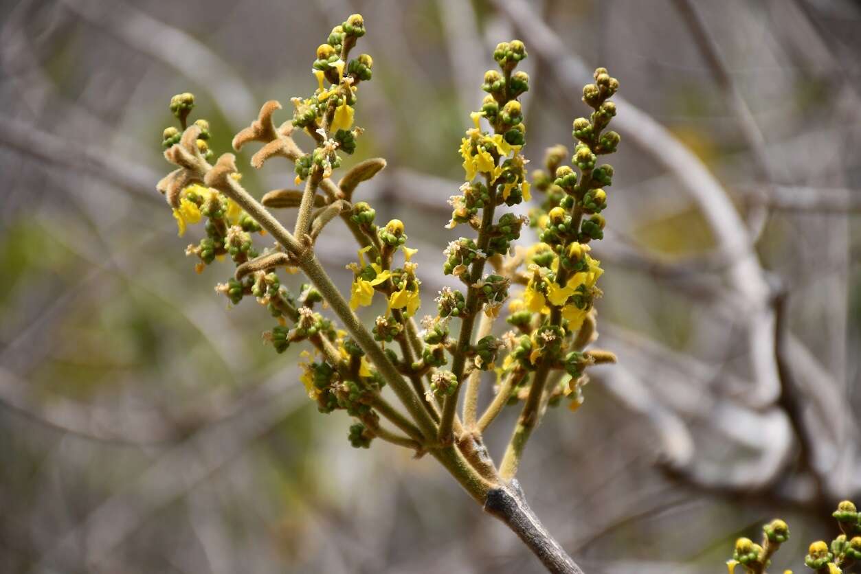 Image of Bunchosia montana A. Juss.