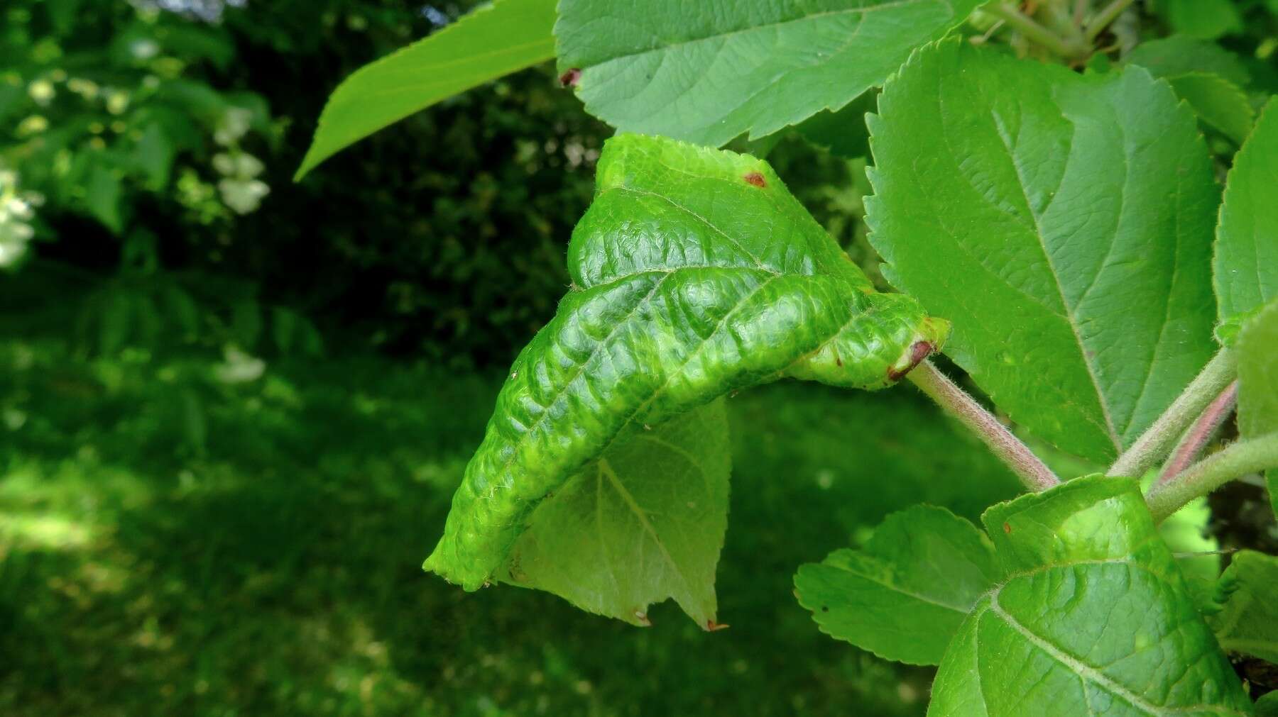 Image of Aphid