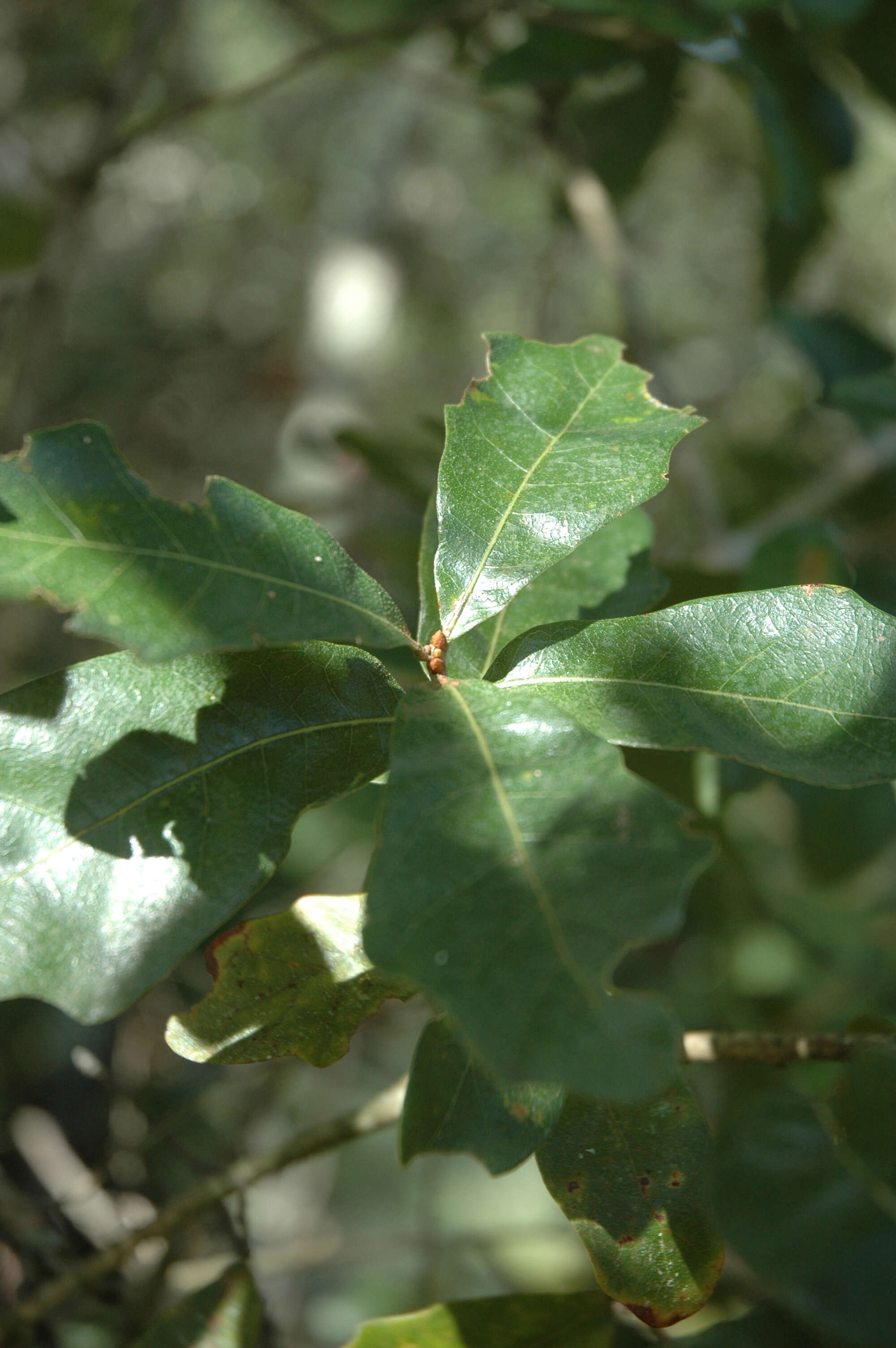 Image of Chapman Oak