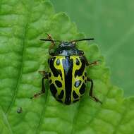 Image of <i>Calligrapha matronalis</i>