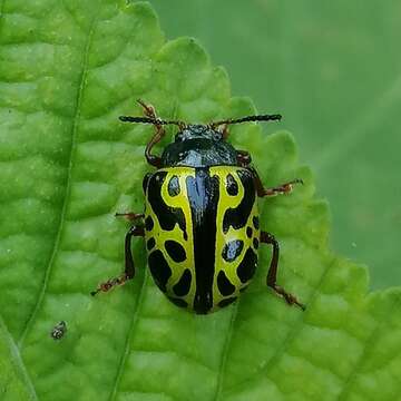 Image of <i>Calligrapha matronalis</i>