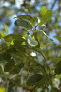 Image of Chapman Oak