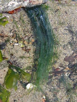 Image of Chaetomorpha aerea