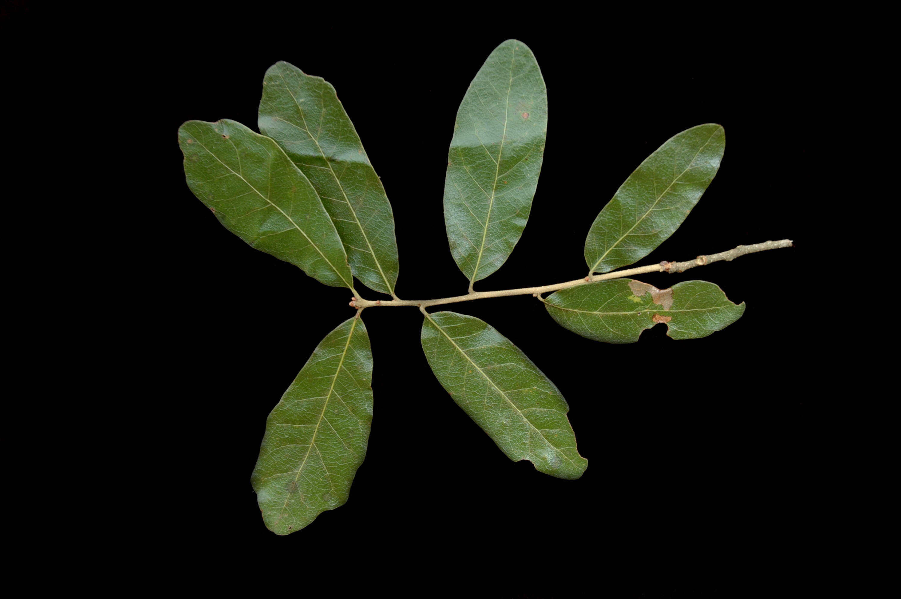 Image of Chapman Oak